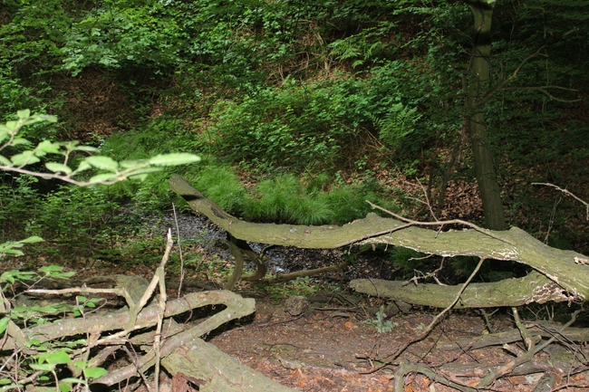 das urige Quellgebiet des Eibergbaches